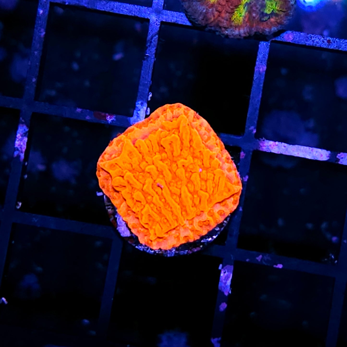 Orange Montipora