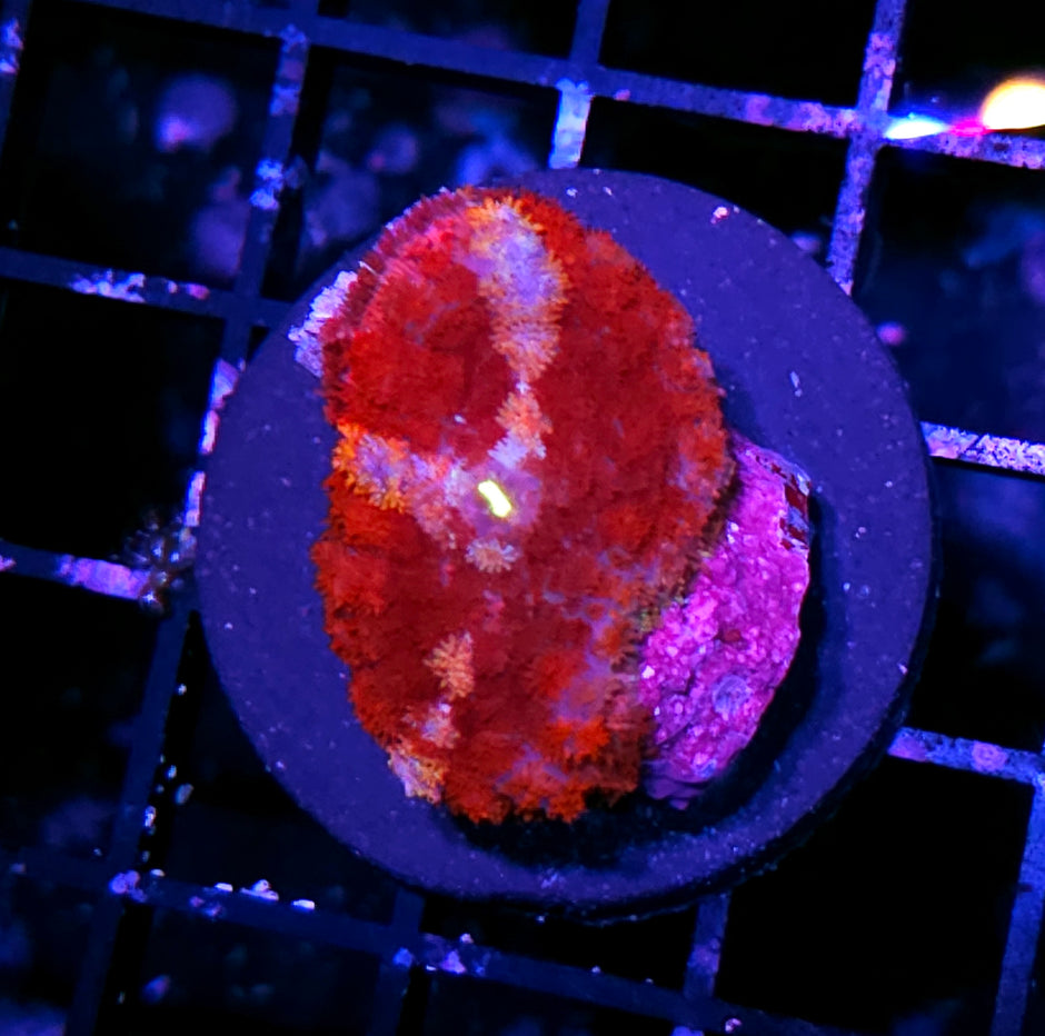 Blood Beast Pom Pom Mushroom RARE