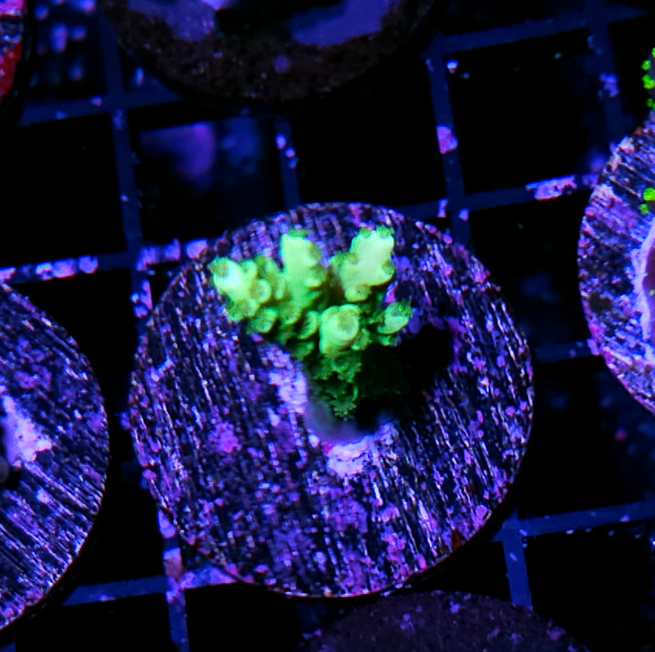 Shreks Hand Acropora