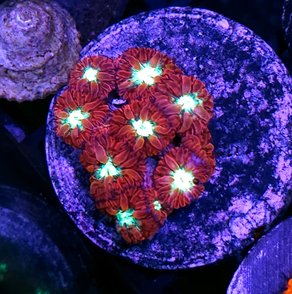 Soul Mischief Blasto