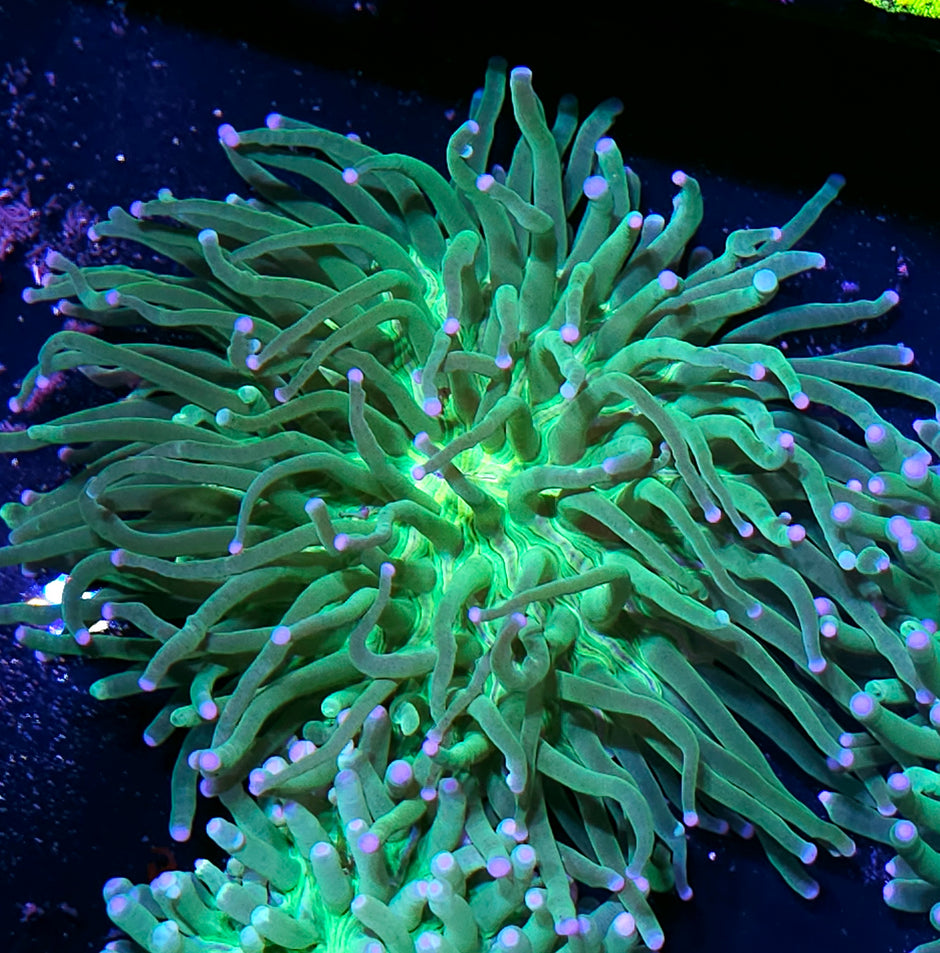 Cotton Candy Long Tentacle Plate