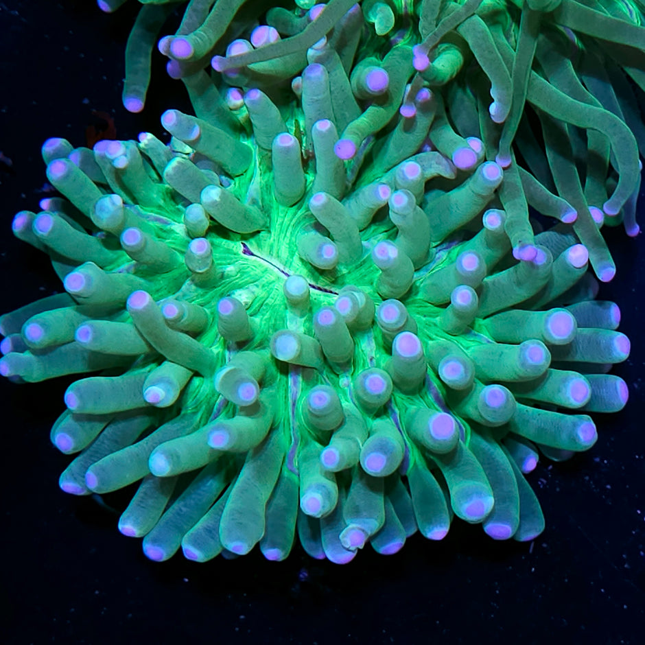 Cotton Candy Long Tentacle Plate