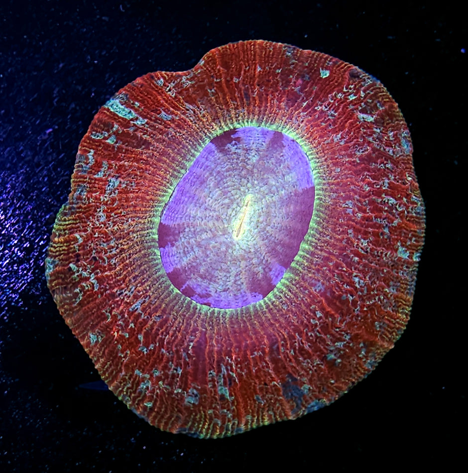 Epic Splatter Wellsophyllia