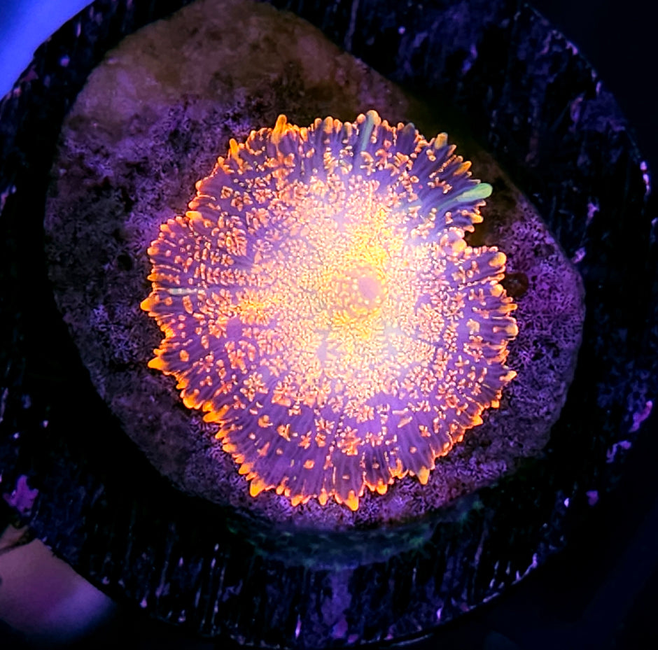 Poltergeist Mushroom