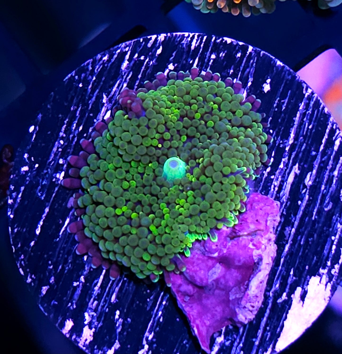 Green Goddess Ricordea