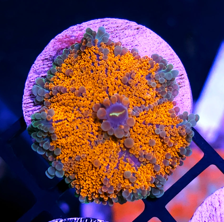 Taiwan Rainbow Rim Yuma