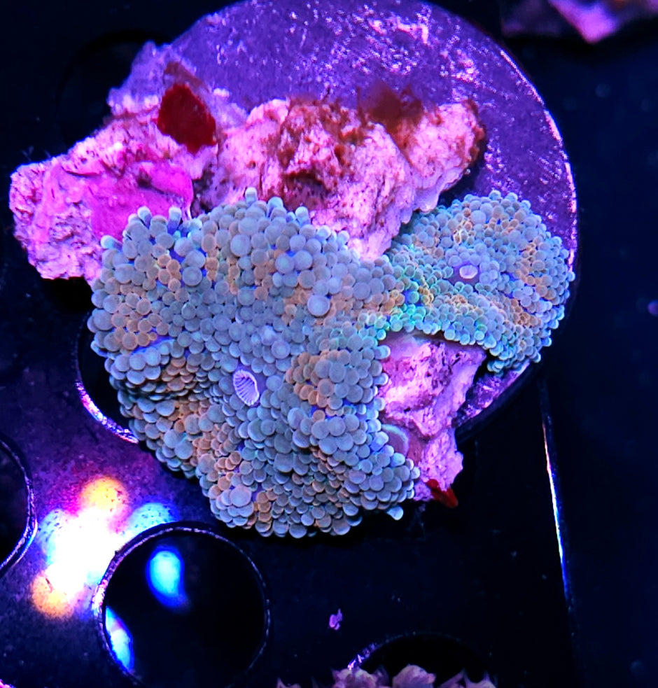 CS Deepwater Ricordea