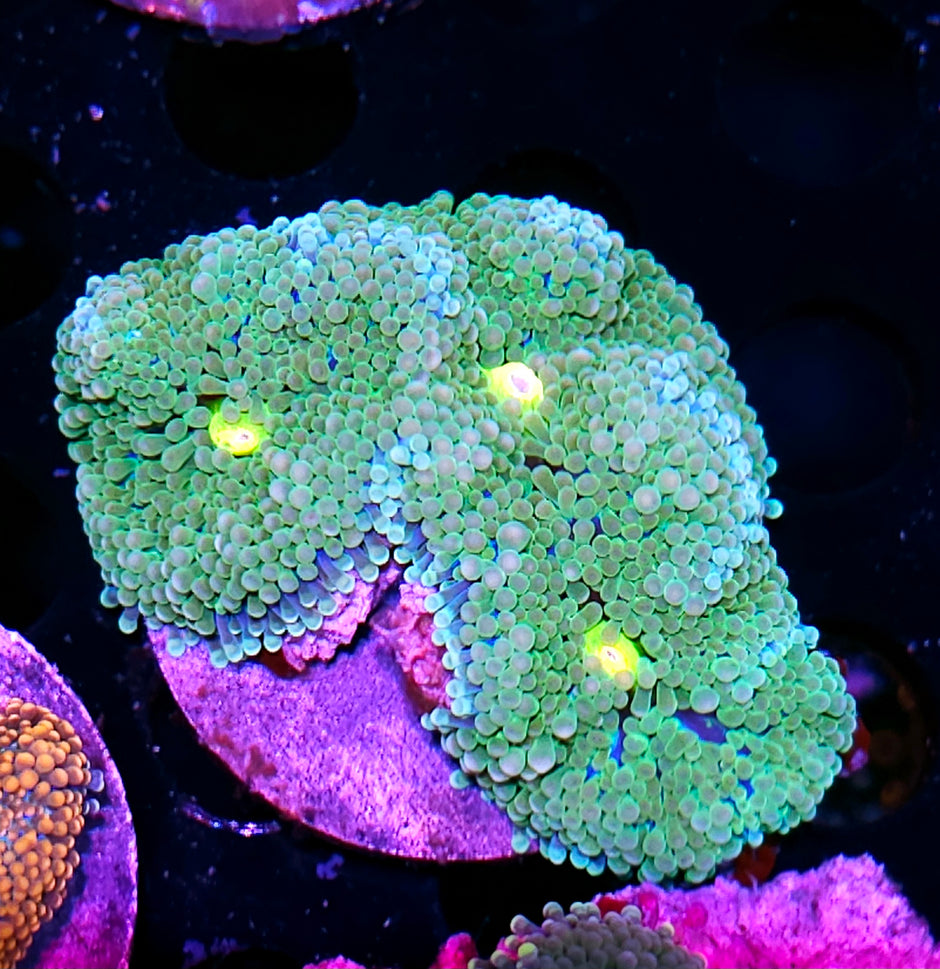 CS Deepwater Ricordea