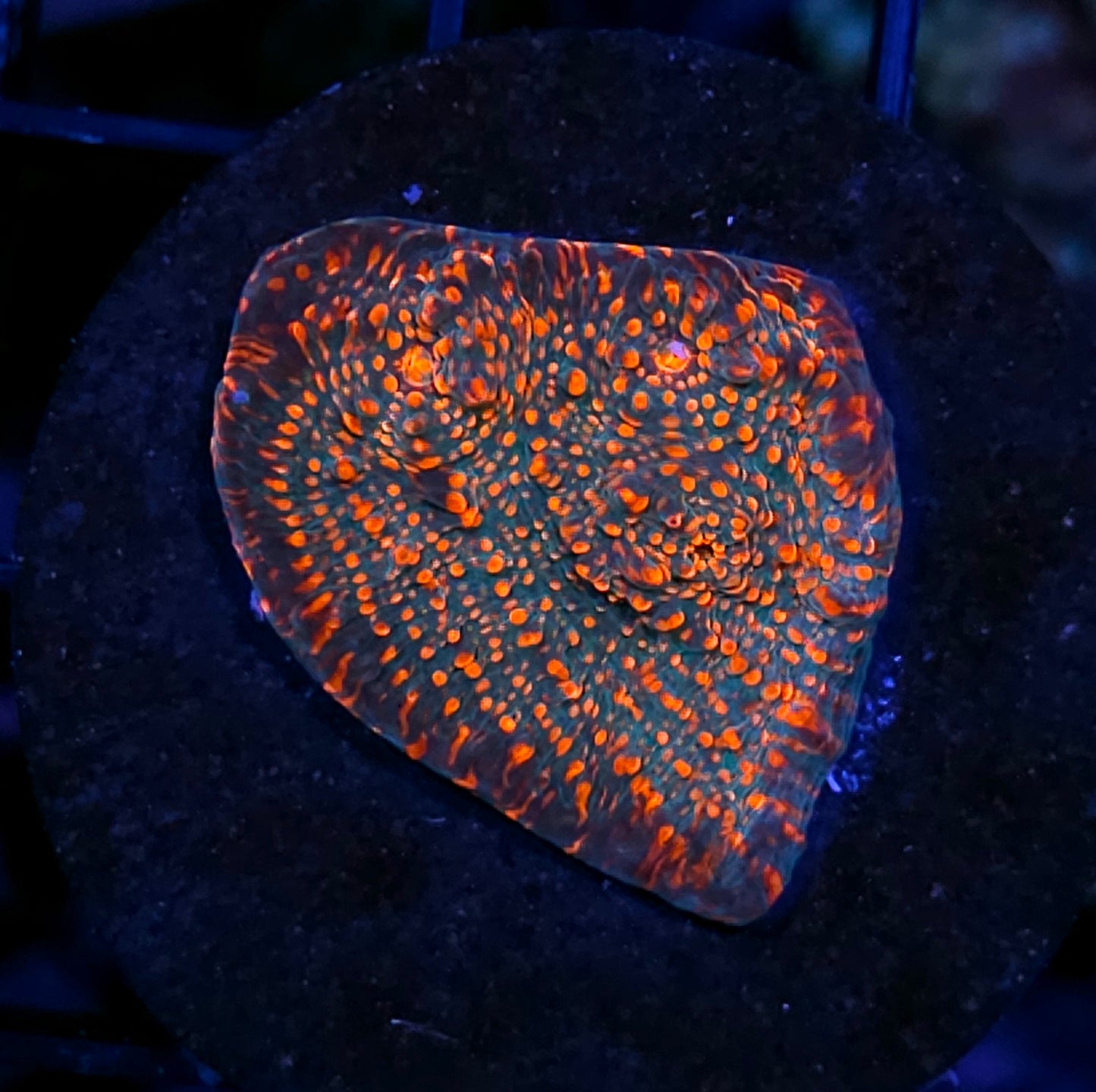 Tropic Bliss Chalice