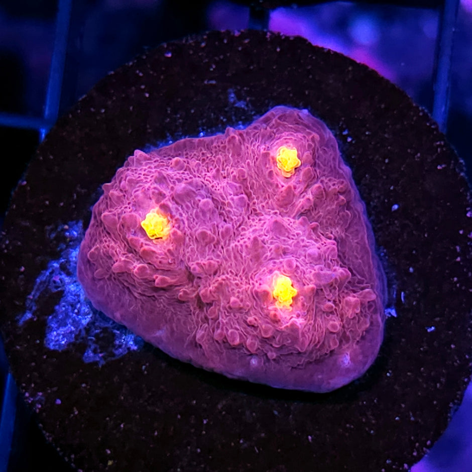 Raspberry Lemonade Chalice