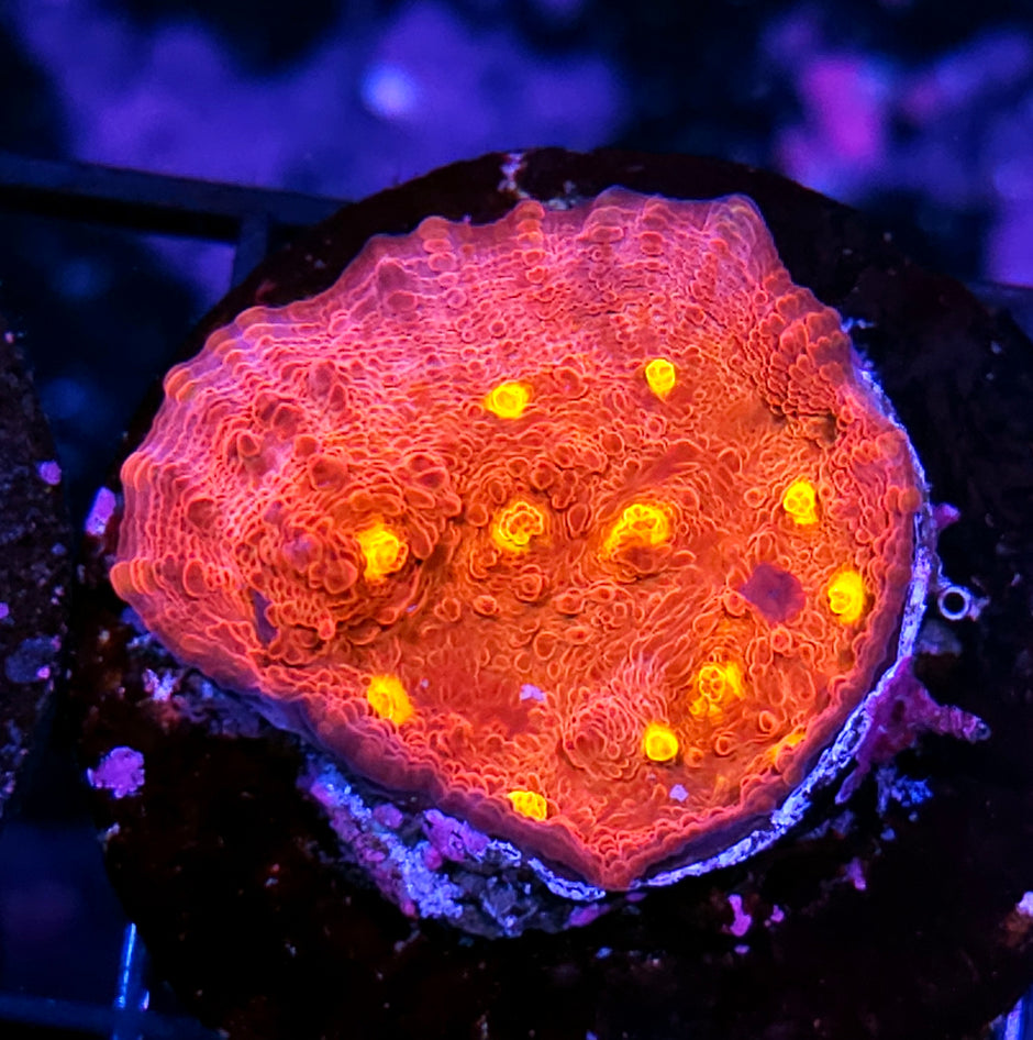 Insurrection Chalice