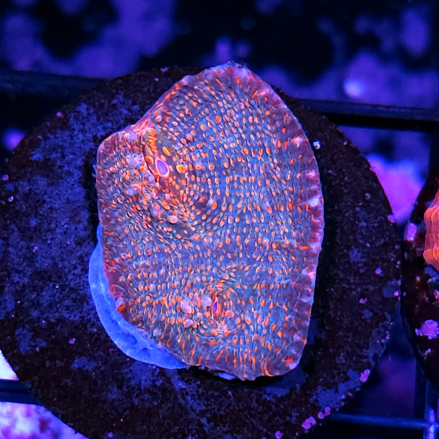 Psychotropic Chalice