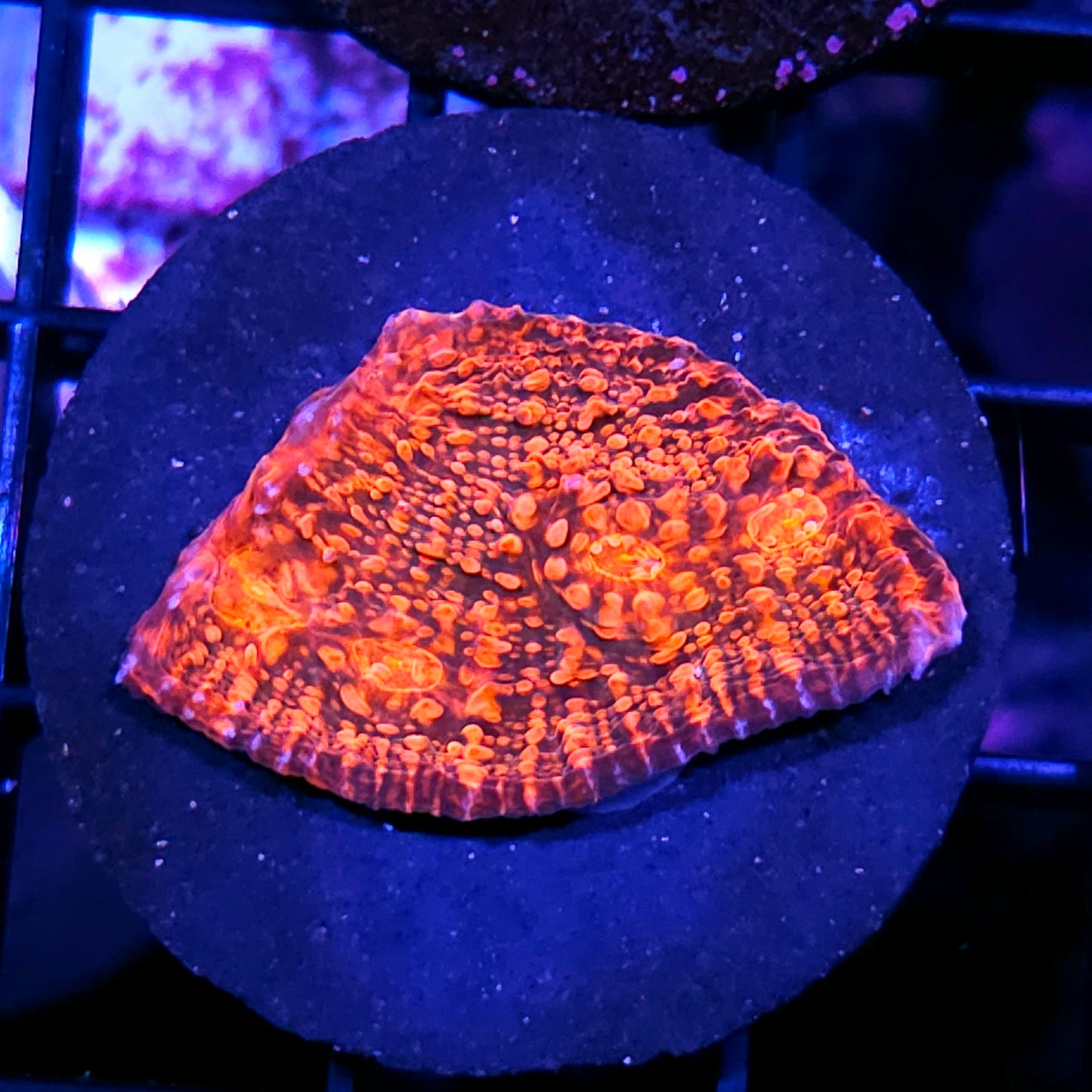 HF Hellraiser Chalice