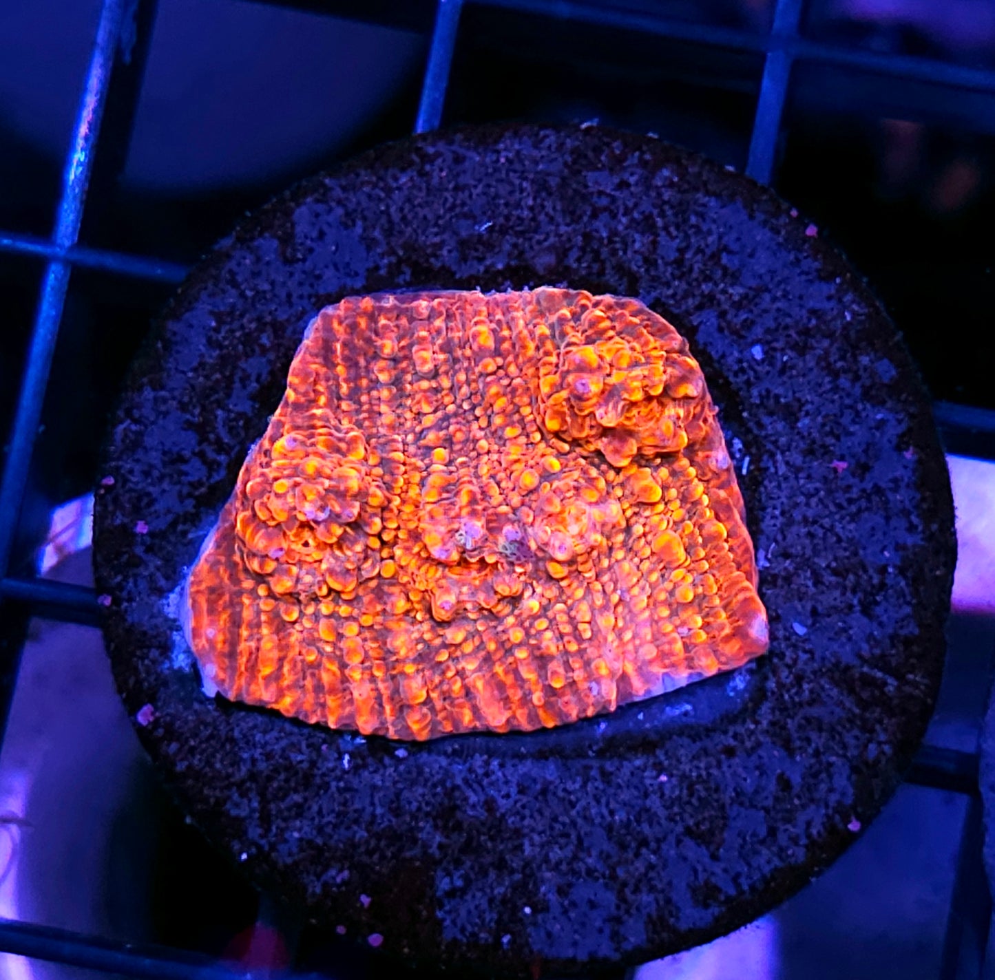 HF Hellraiser Chalice