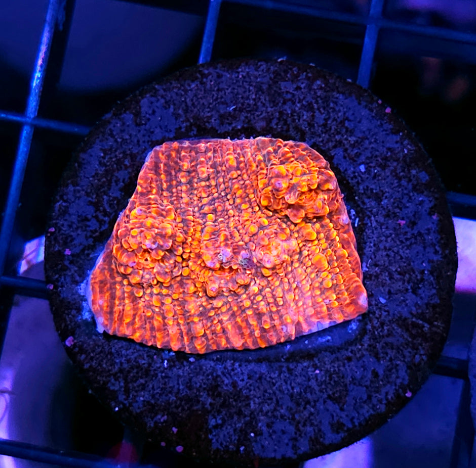 HF Hellraiser Chalice