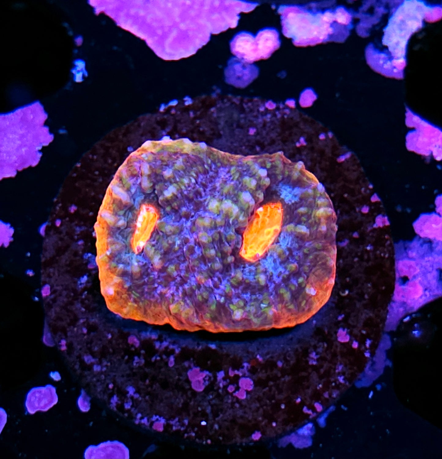 HF Amoeba Cortex Chalice