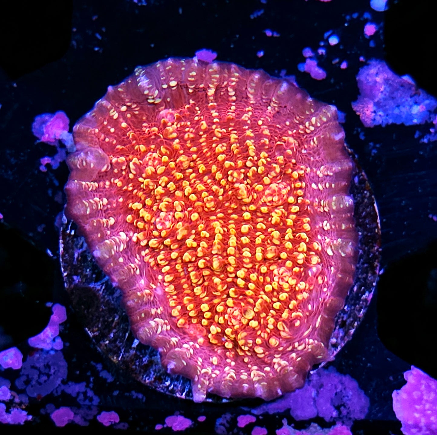 HF Stratosphere Chalice