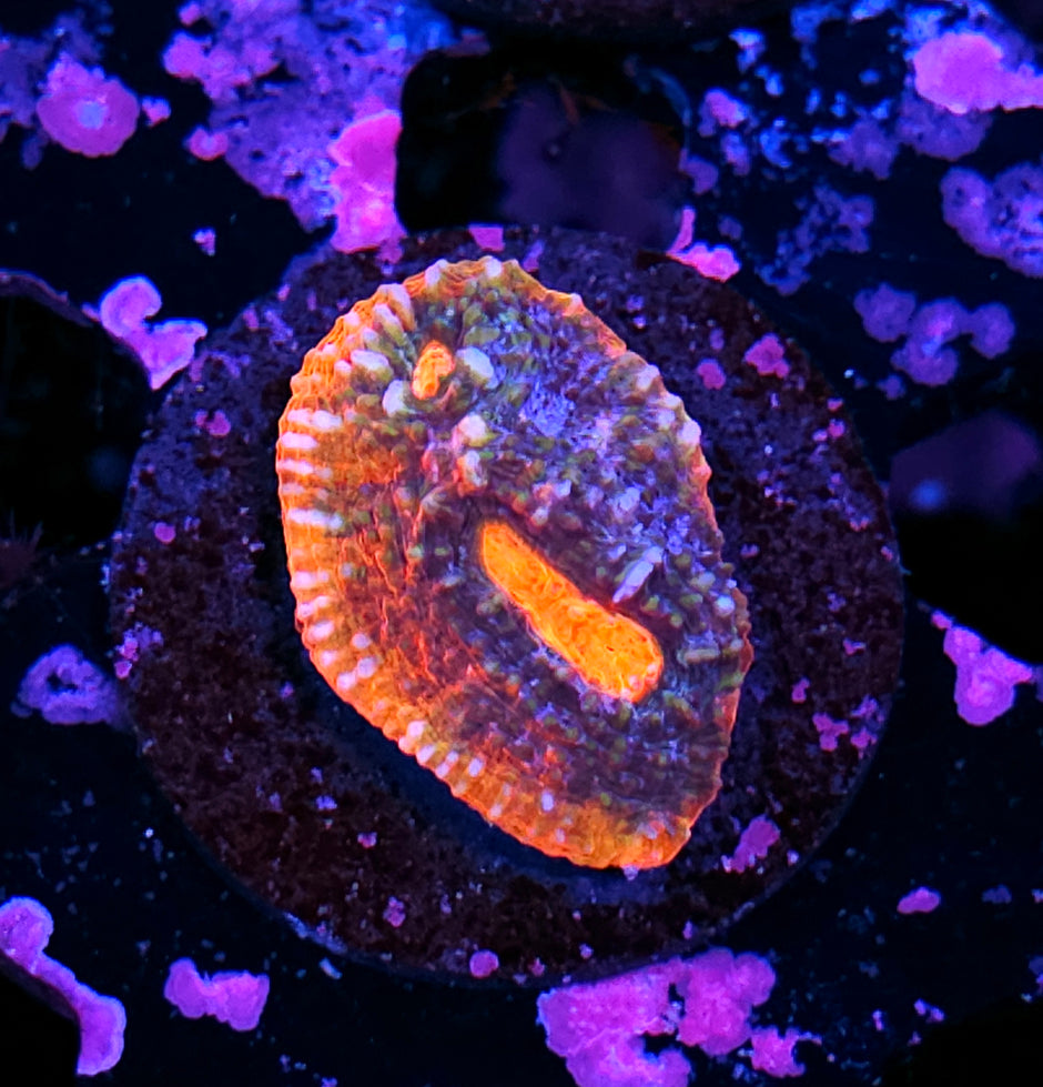 HF Amoeba Cortex Red Rim Chalice