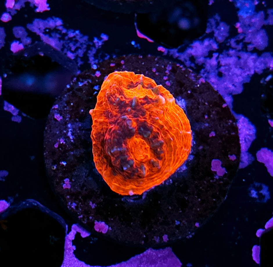 HF Andromeda Strain Red Rim Chalice