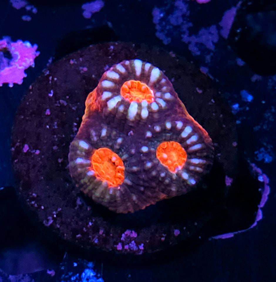 HF Homicide Hunter Red Rim Chalice