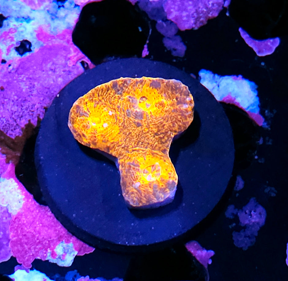 Aztec Sunset Chalice