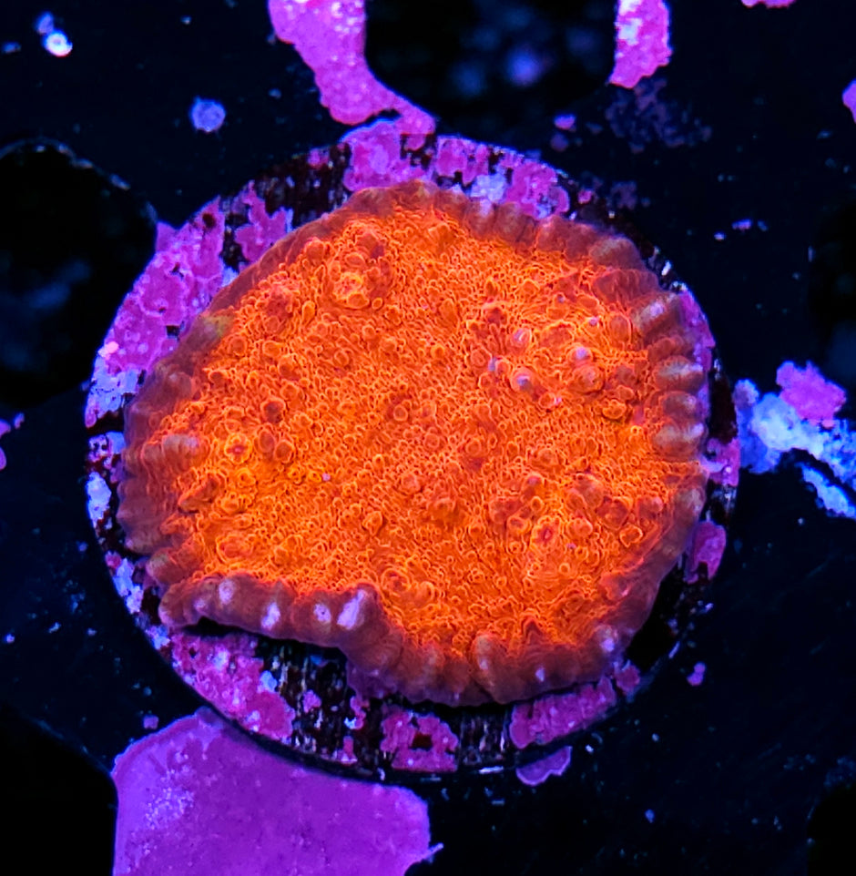 Red Dead Revolver Chalice