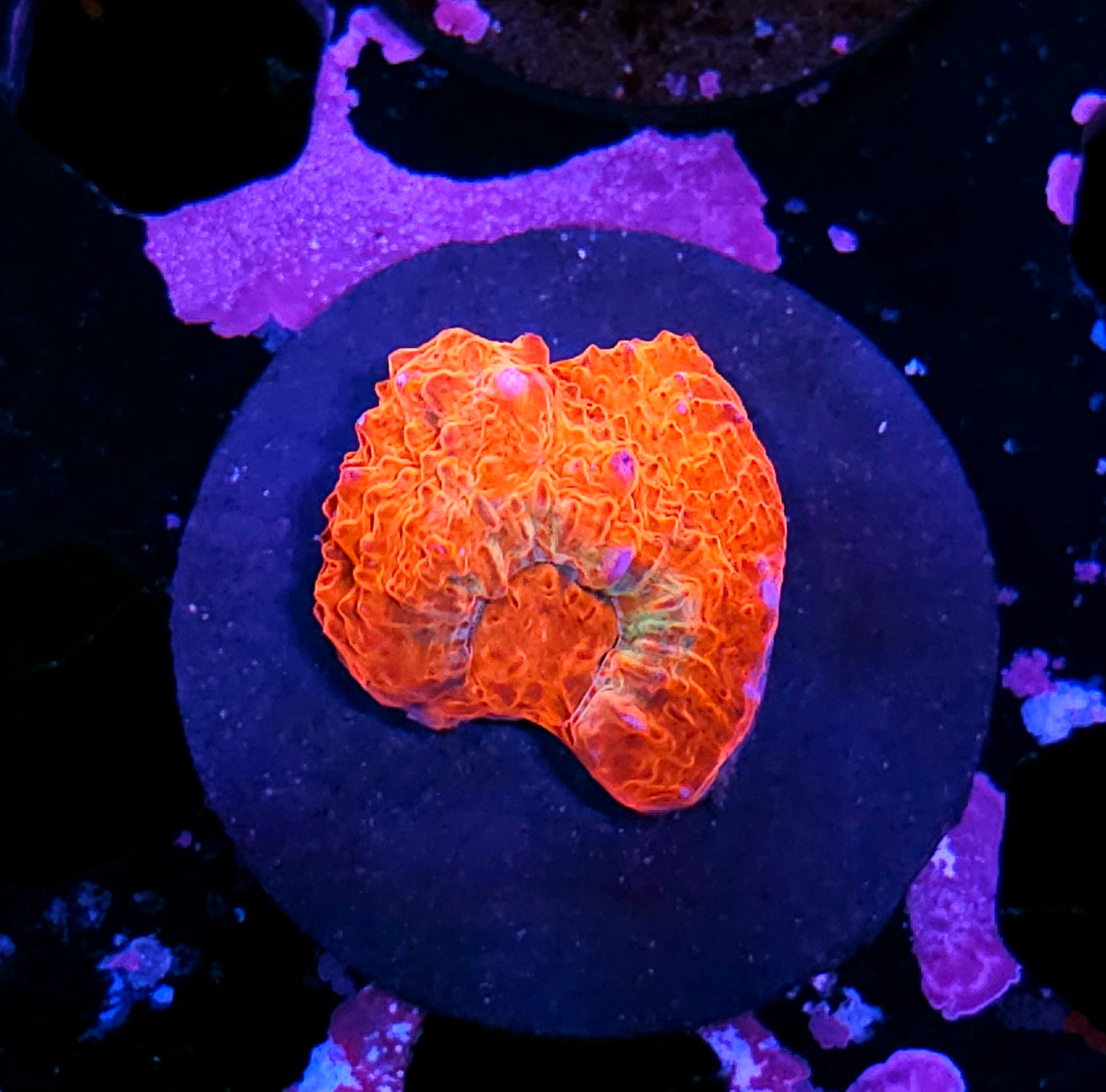 HF Hellbound Chalice