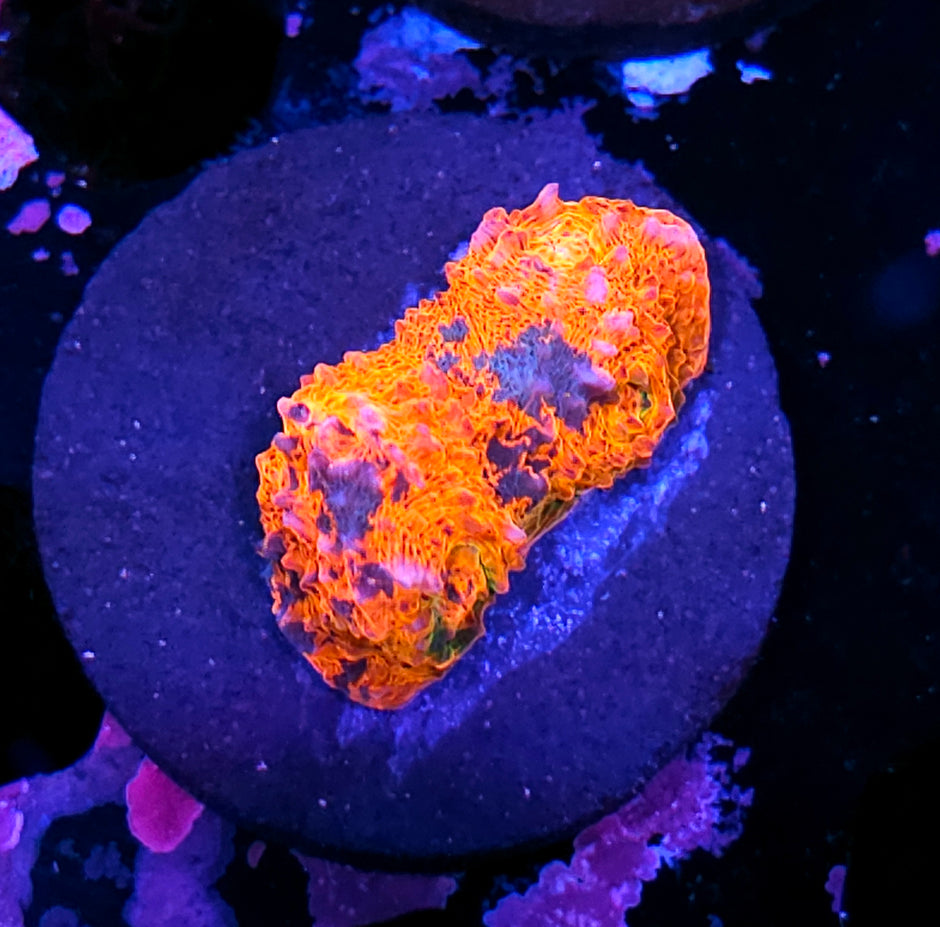 😱HF Confetti Rainbow Chalice😱