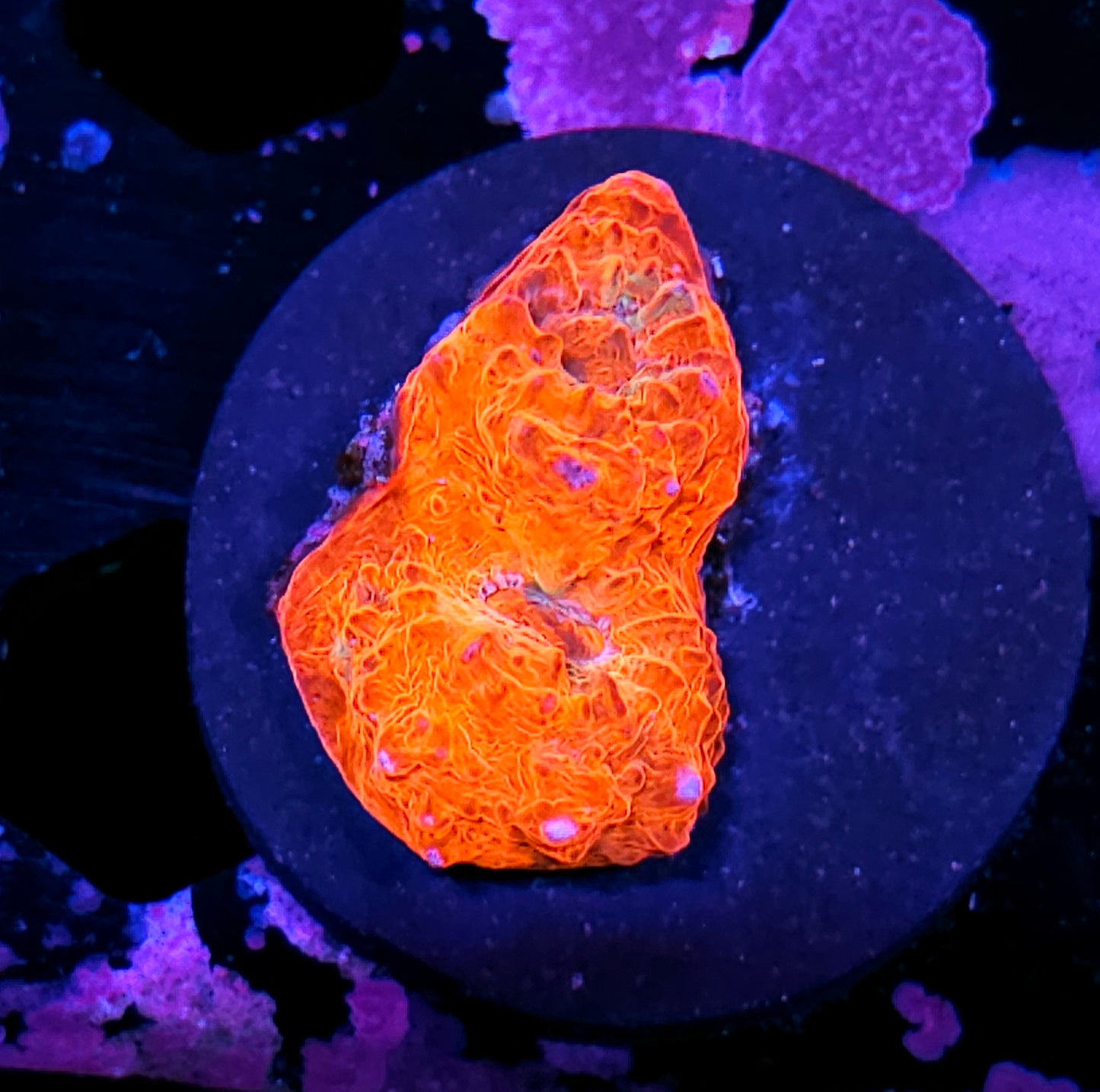 HF Hellbound Chalice