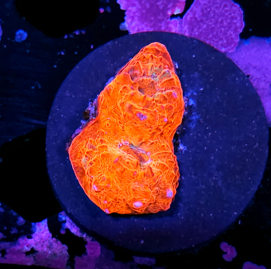 HF Hellbound Chalice