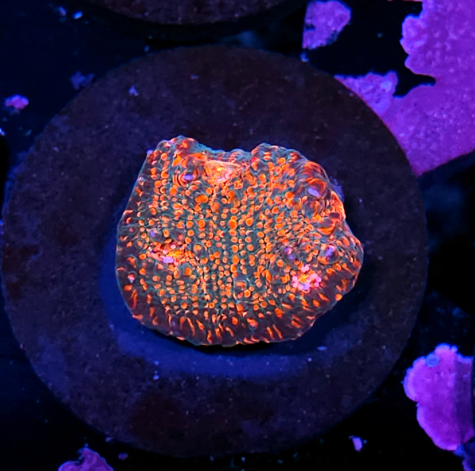 CC Cloud Berries Chalice