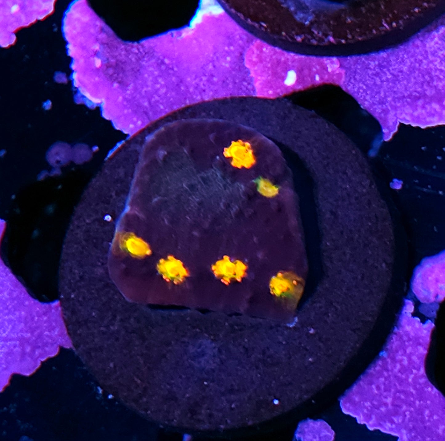 HF Starry Night Chalice