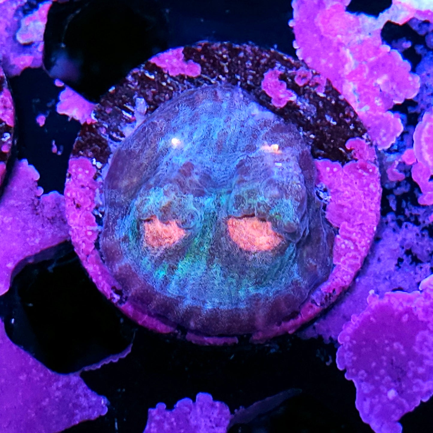 HF Monsters Inc Chalice