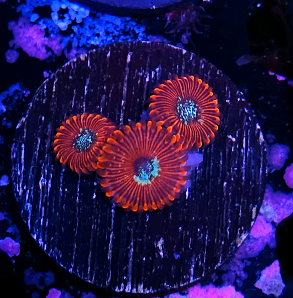 Salted Agave Zoas