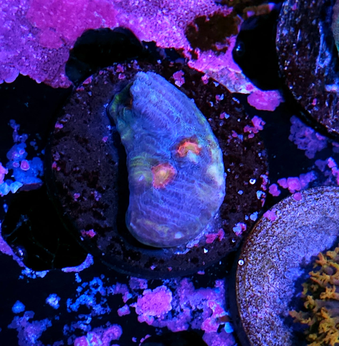 Arctic Smolder Chalice