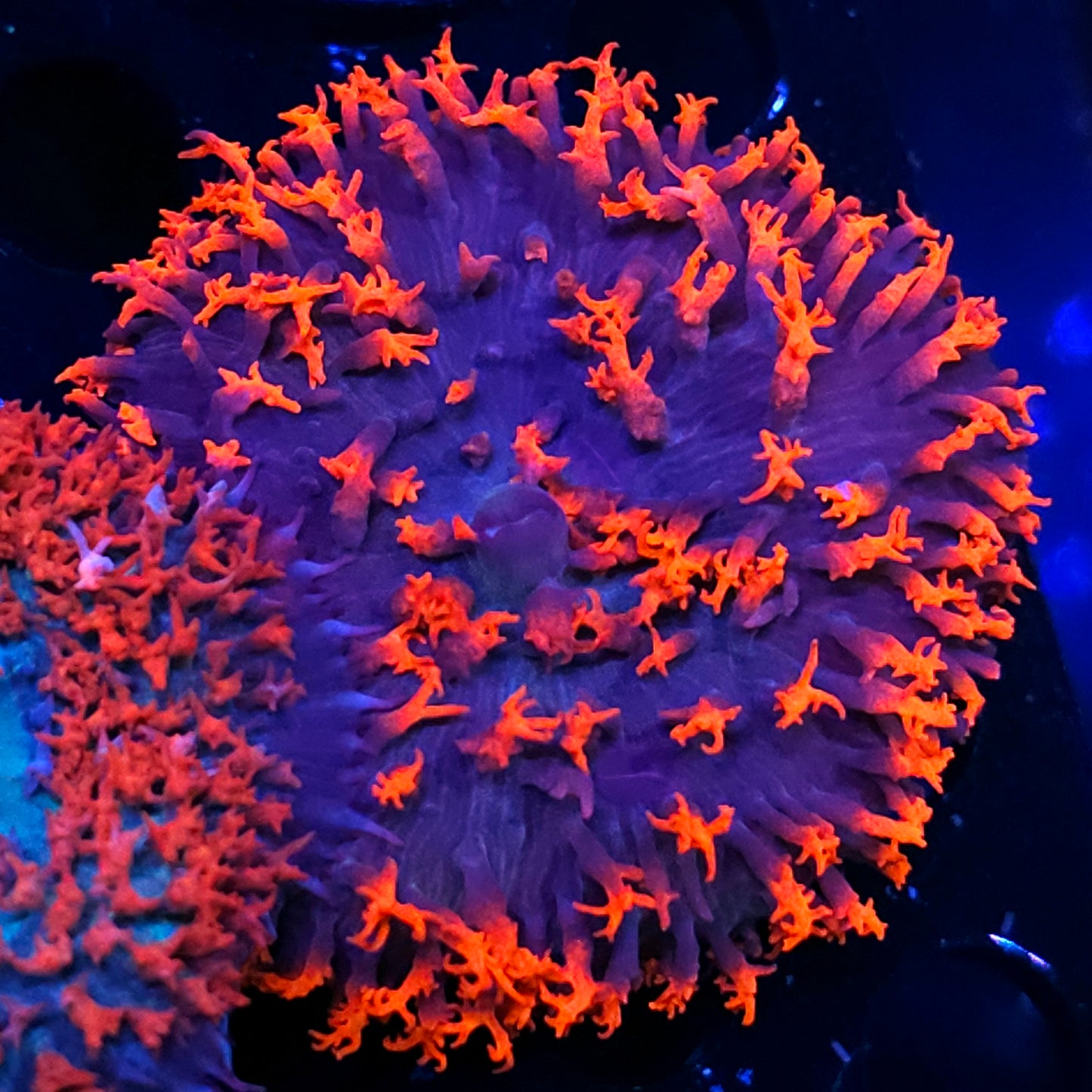 Satan's Breath St Thomas Mushroom