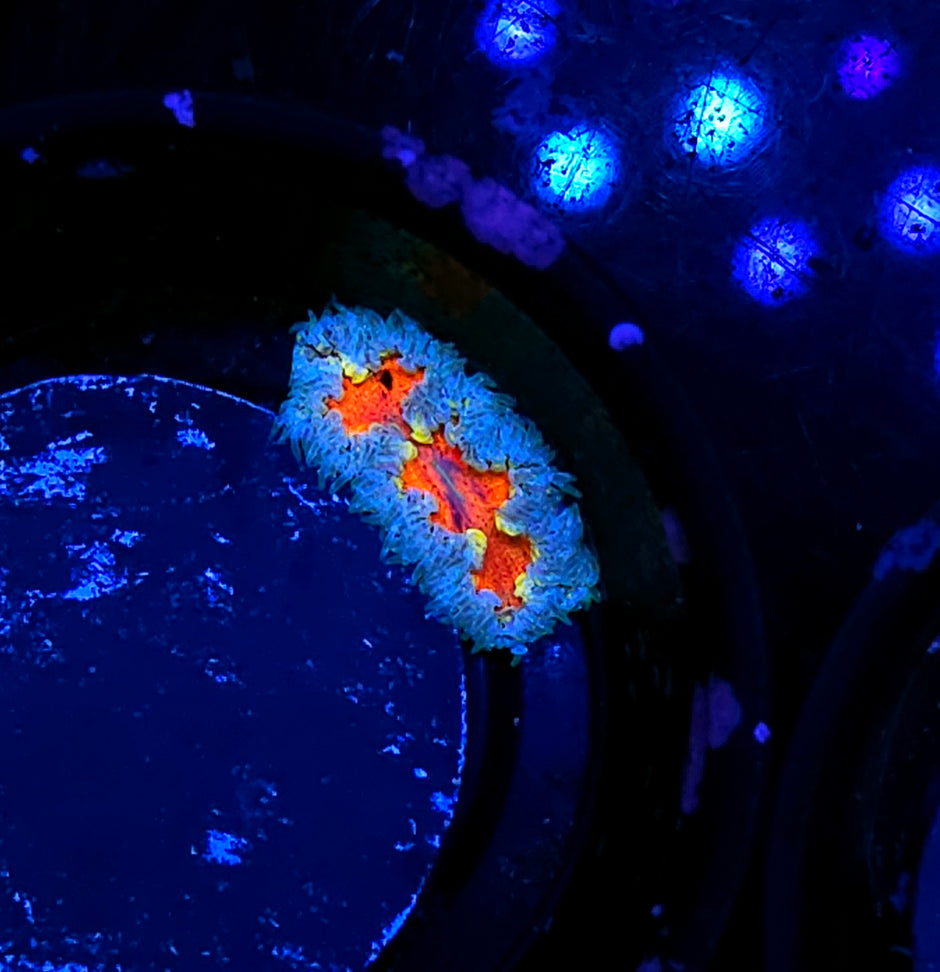 Hand Picked Special Flower Anemone