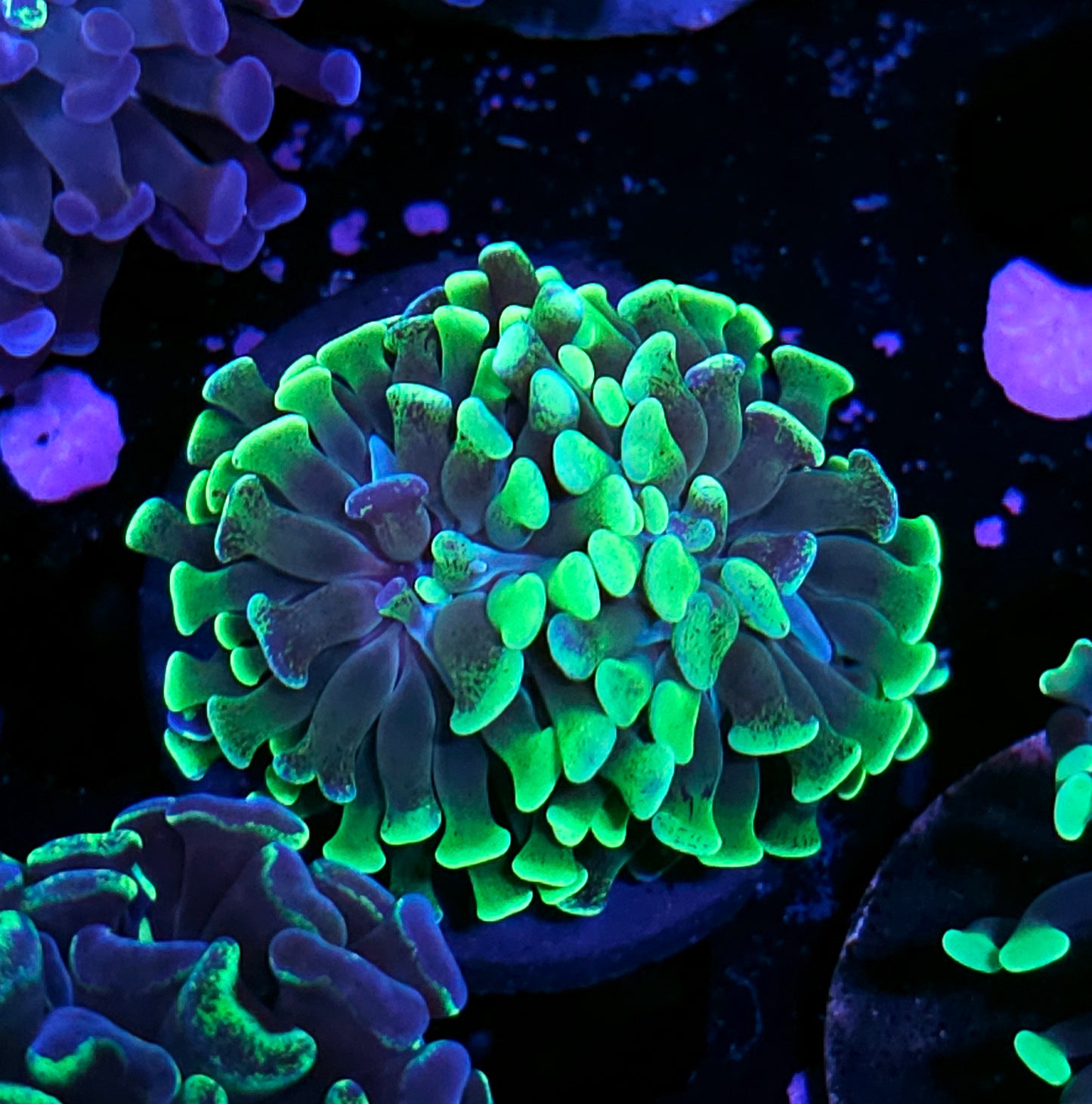 2 Head Sour Green Branching Hammer