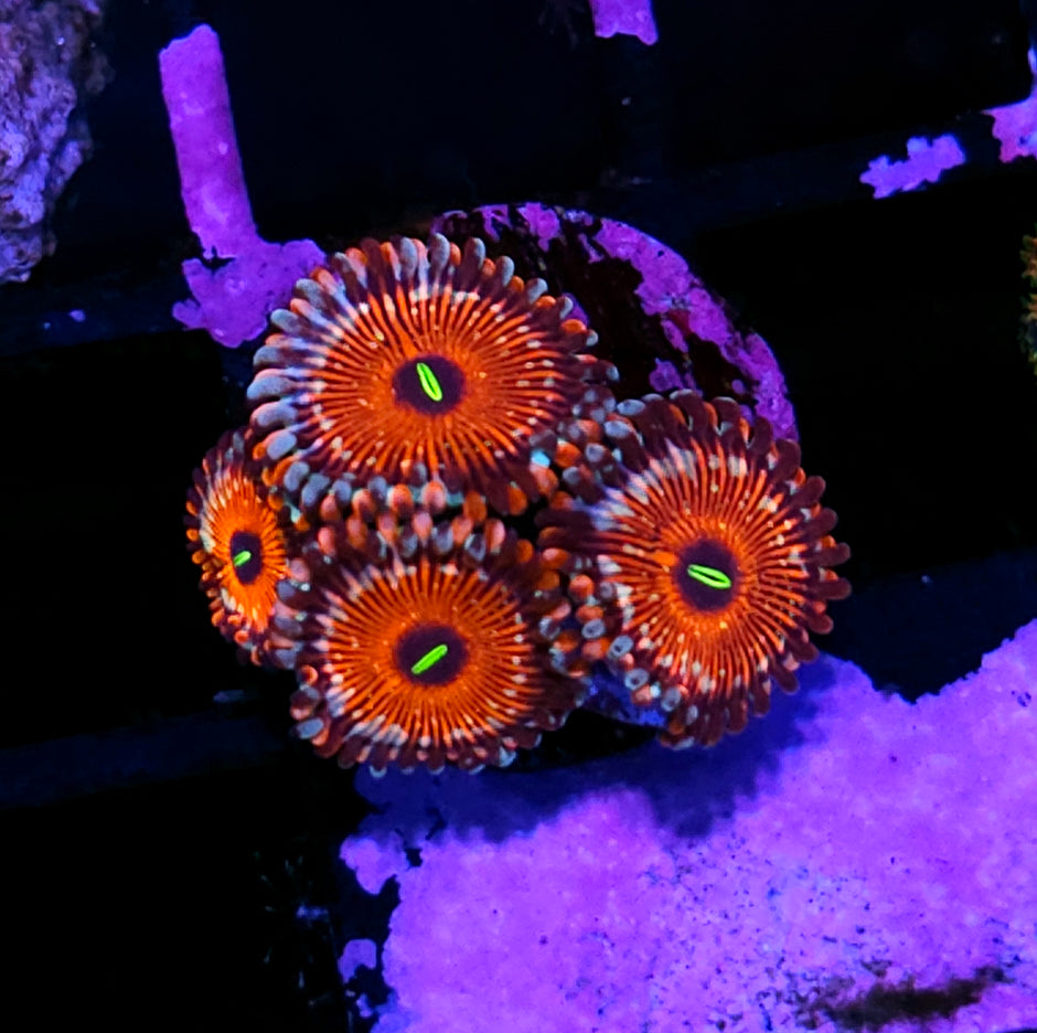 Seduction Zoas