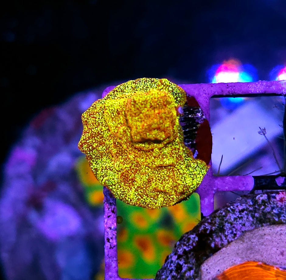 HF Napalm Leptosersis