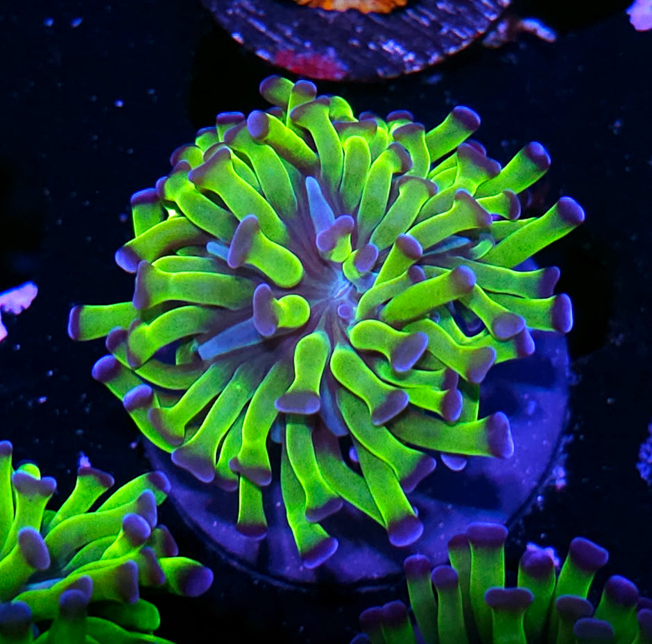 Incredible Hulk Branching Hammer