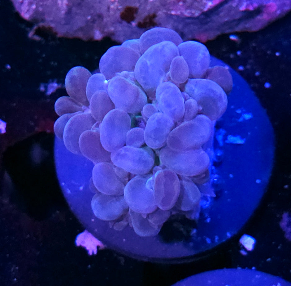 Aurora Blue Branching Bubble Coral
