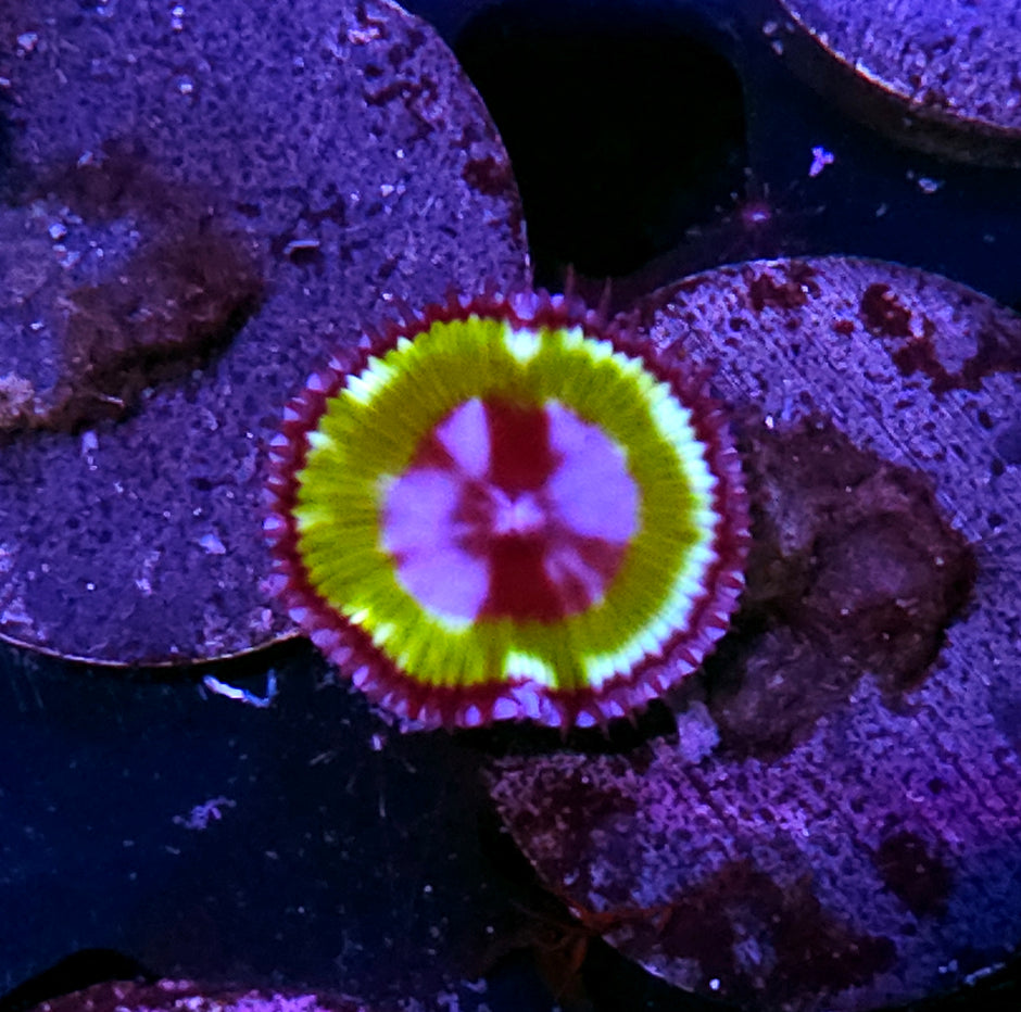 Green Grandis Palys ALMOST EXTINCT IN THE WILD