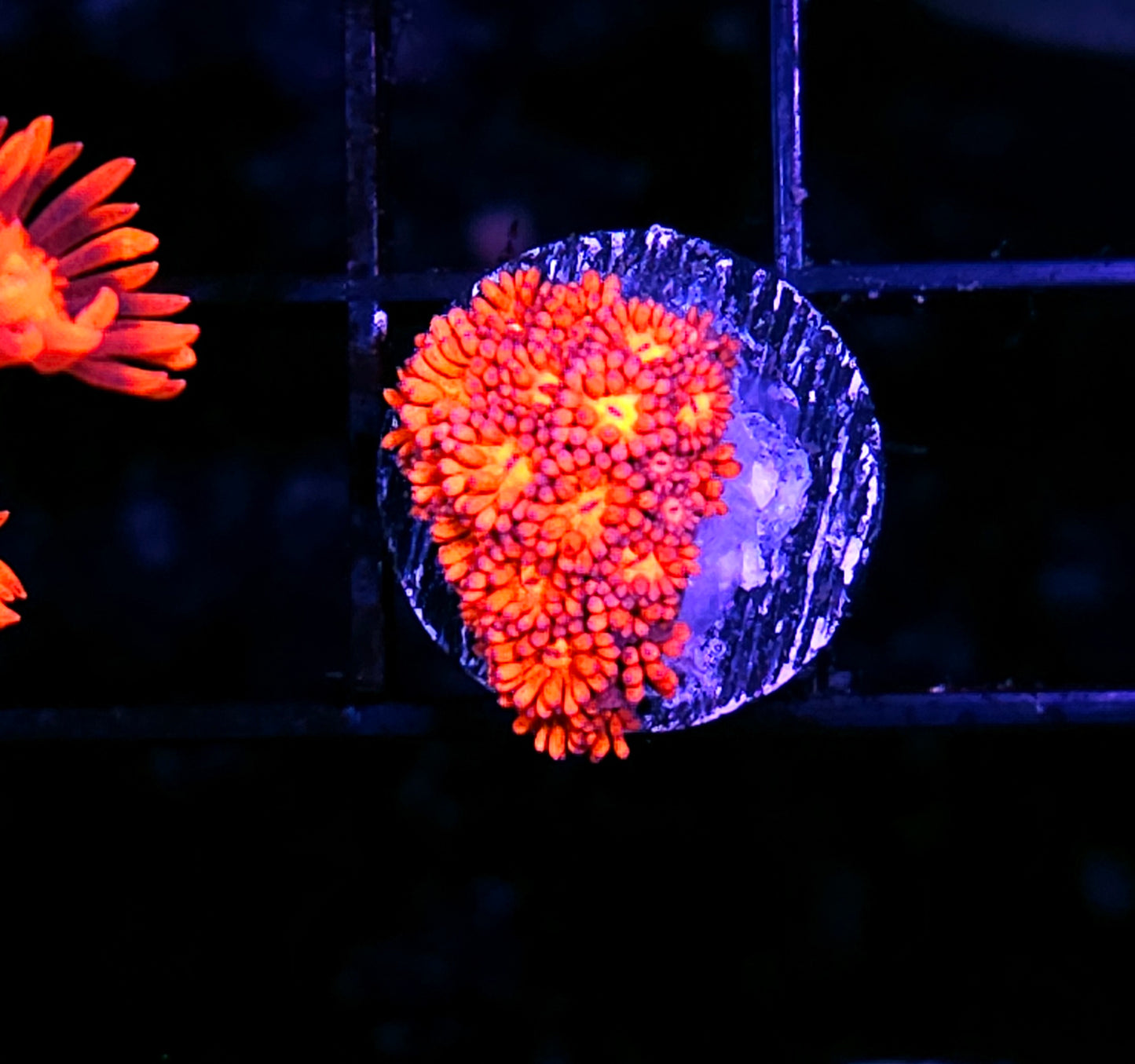 HF Pits of Hell Goniopora