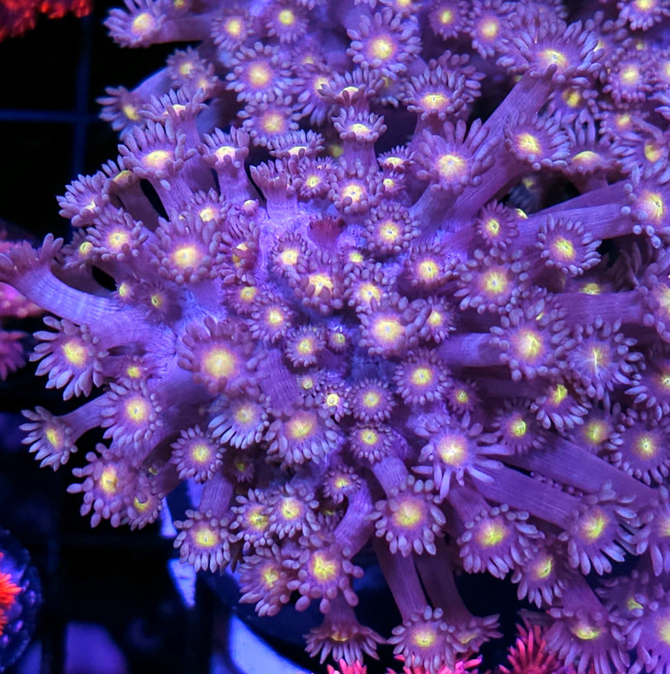 Walking Dead Branching Goniopora Colony