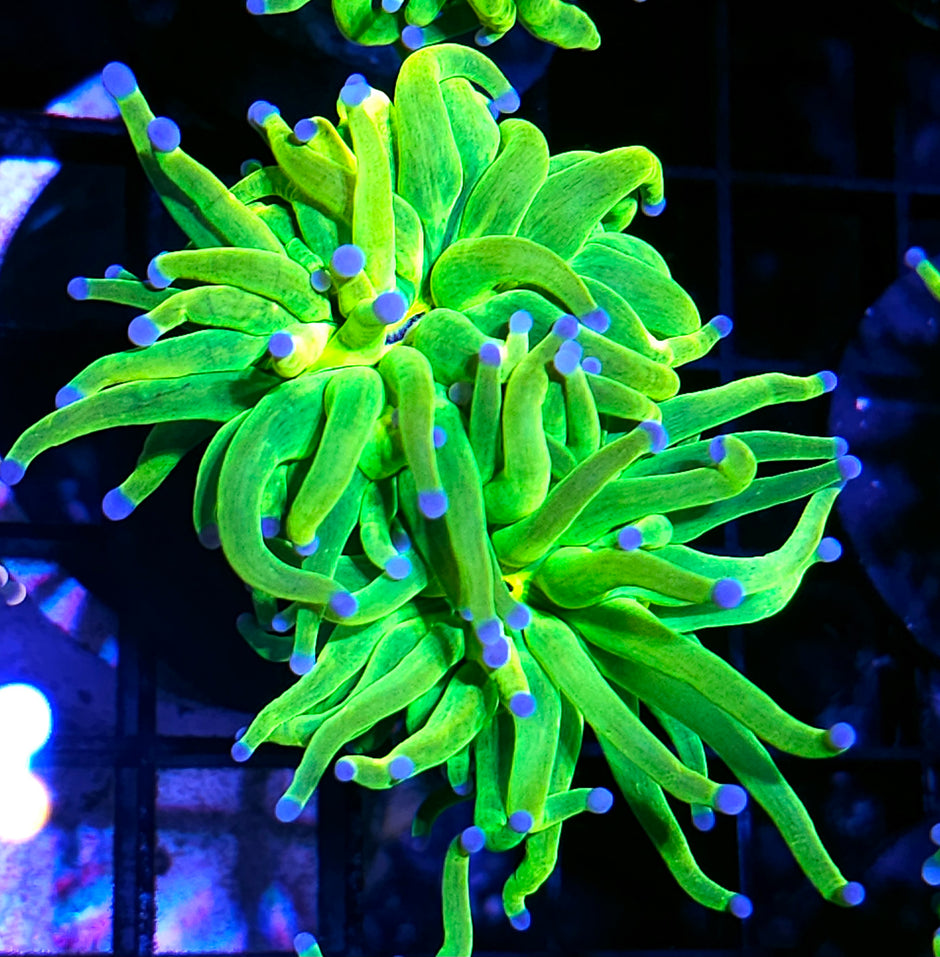 Closet Freak Holy Grail Torch