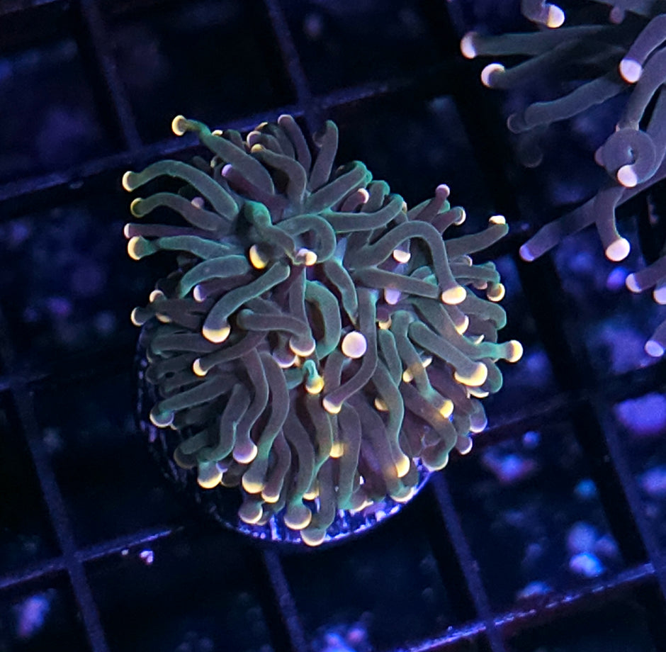 Orange Tip Skittles Torch