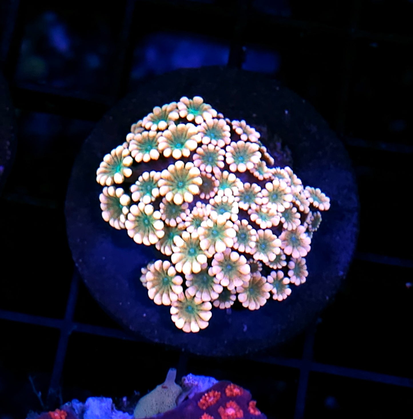 Exotic Amazon Alveopora