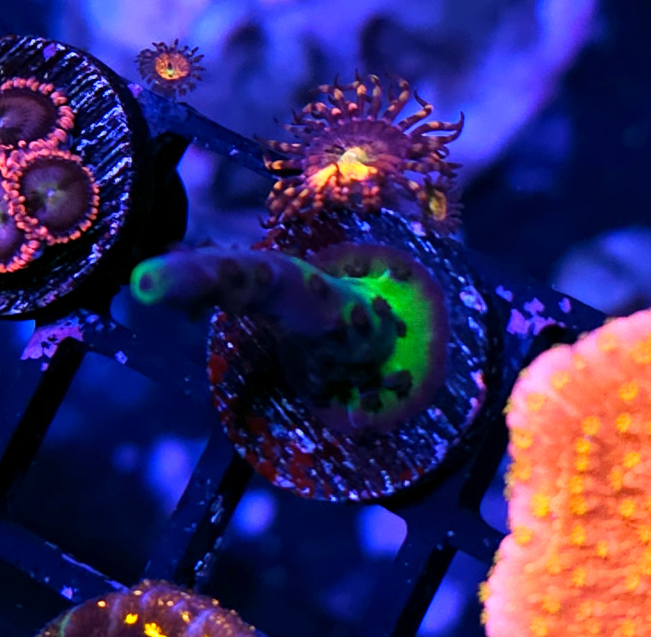 Witch Finger Acropora