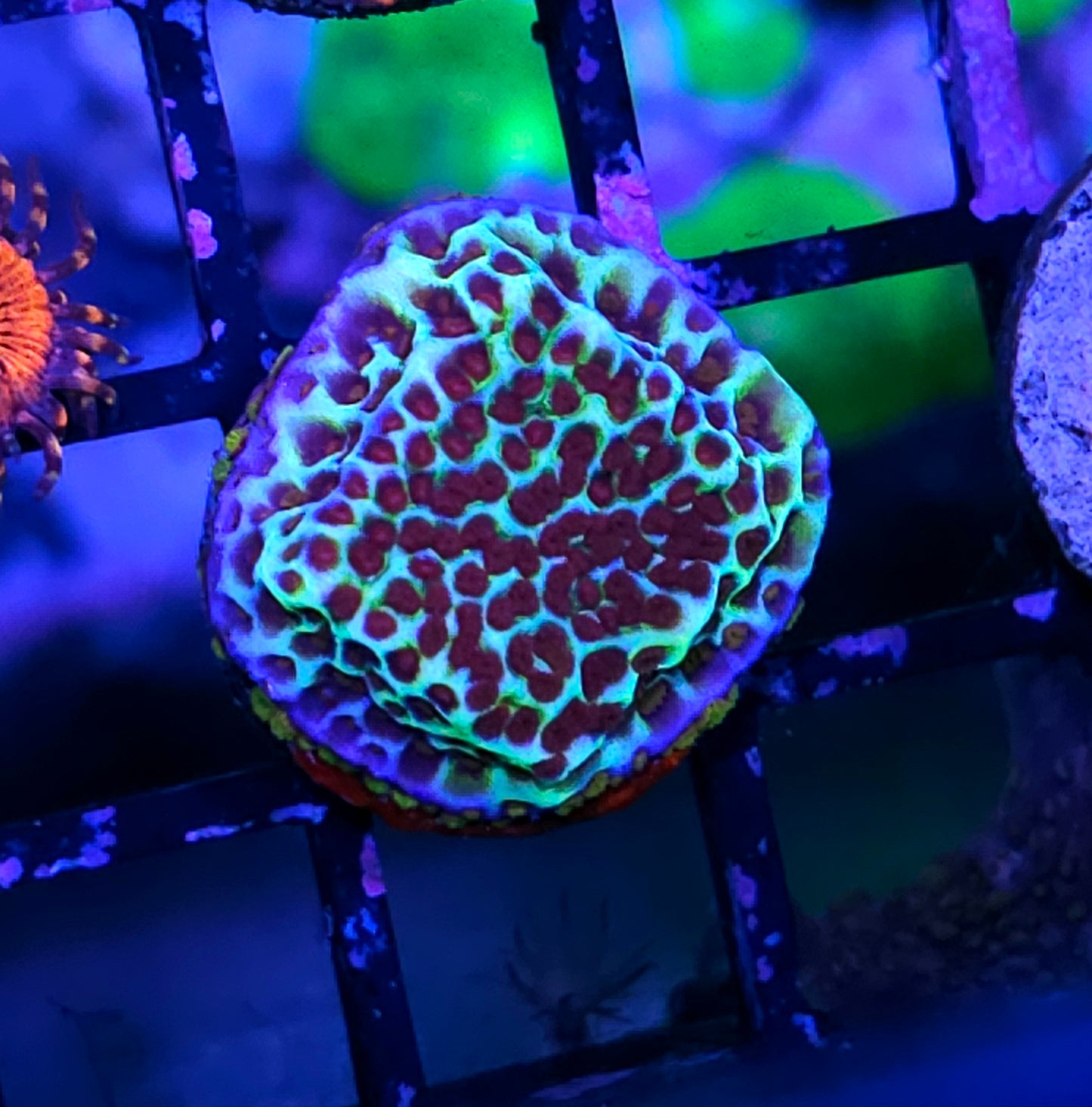 HF Berry Surprise Montipora